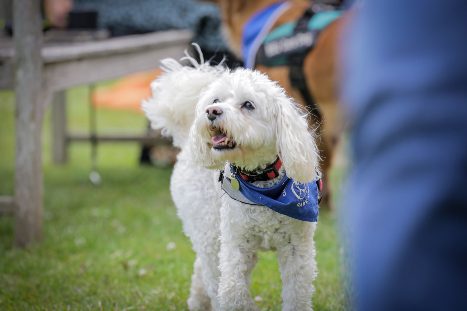 White poodle cross dog looking and smiling at camera on field
