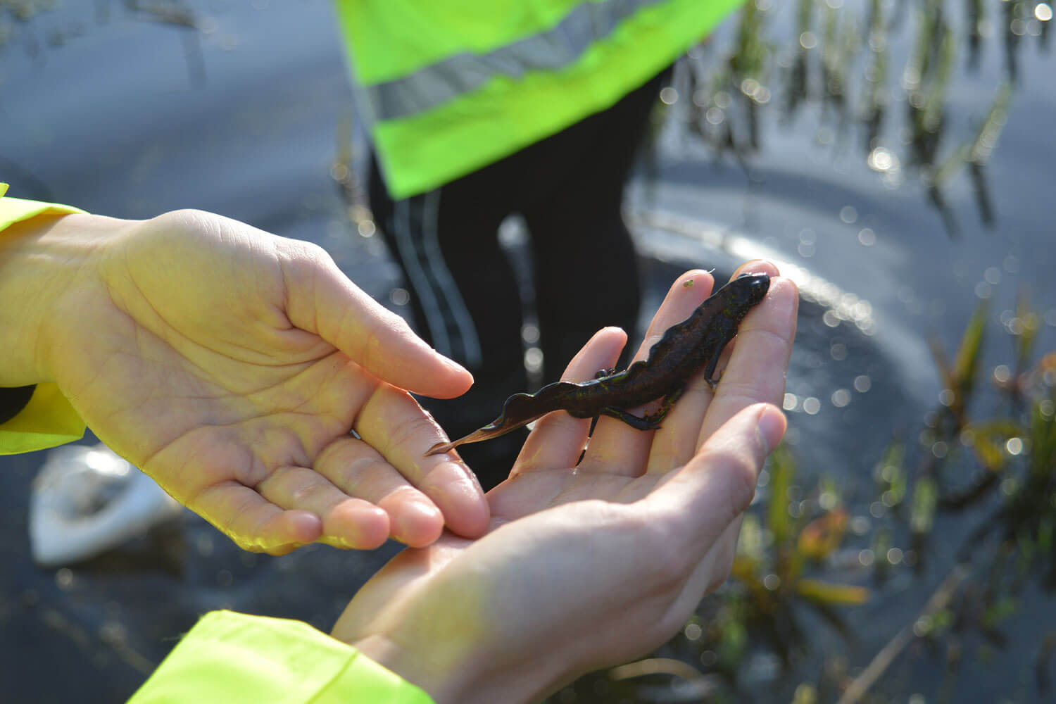 A newt in the hands of an ecologist
