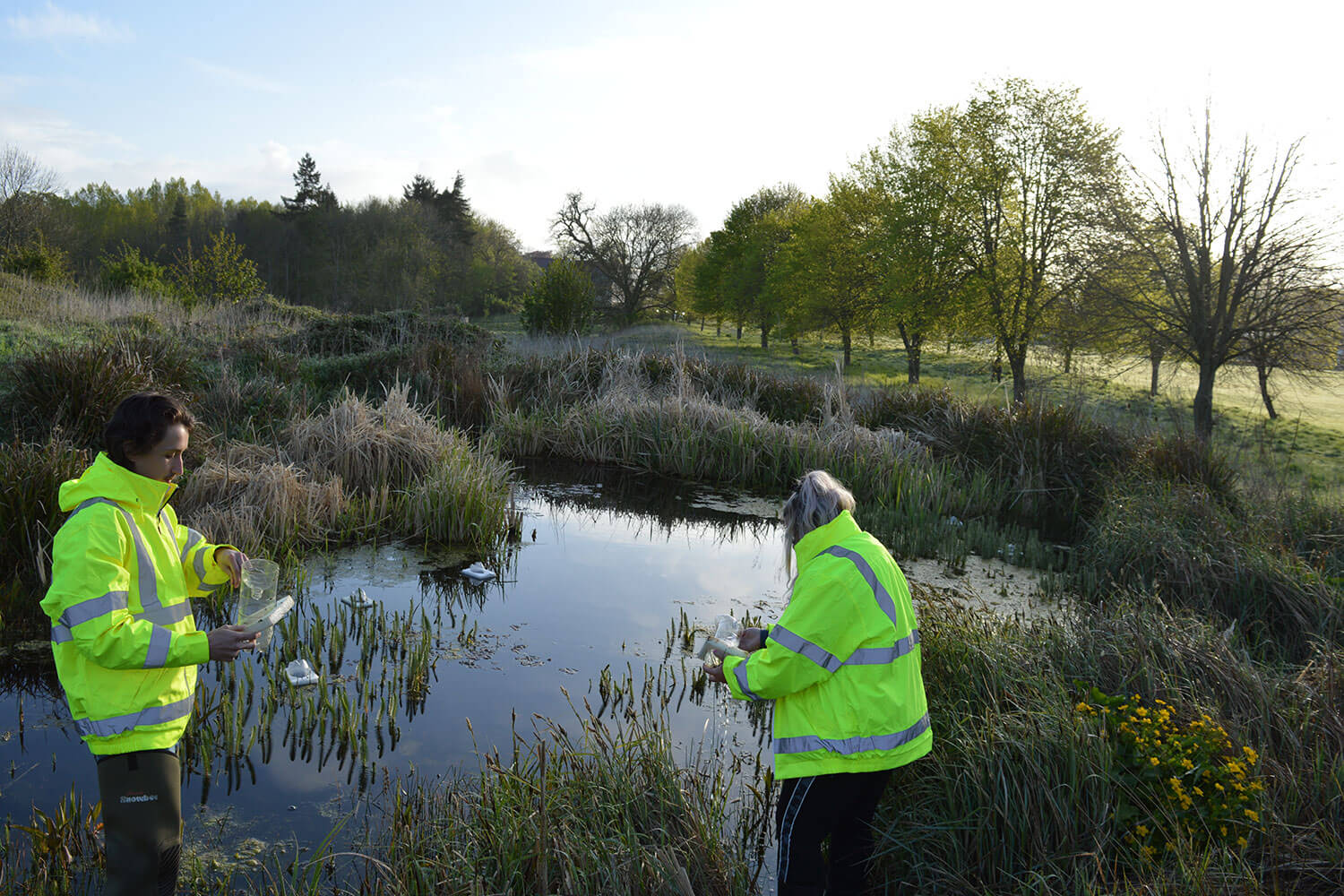 Two people carrying out the newt survey over a body of water in the early morning