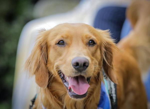 A golden-haired dog looking at the camera