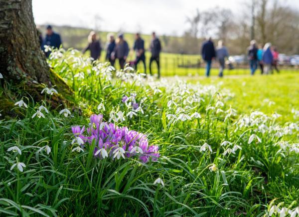 Green grass and pretty purple flowers with people walking in the background