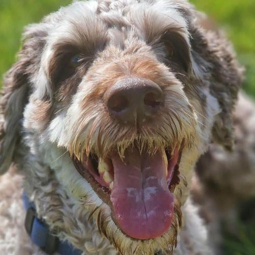 A brown and white dog with its tongue out