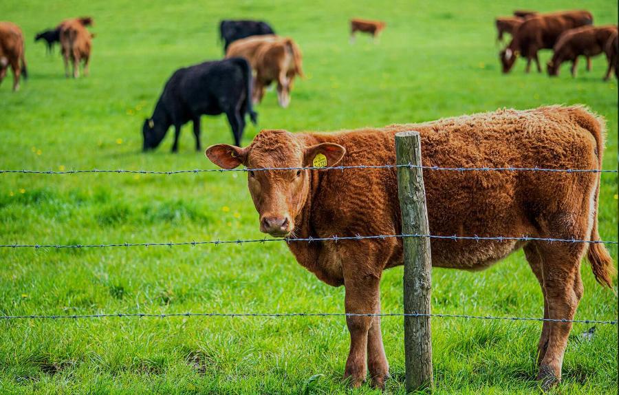 A cow looks over a fence at Newton Park
