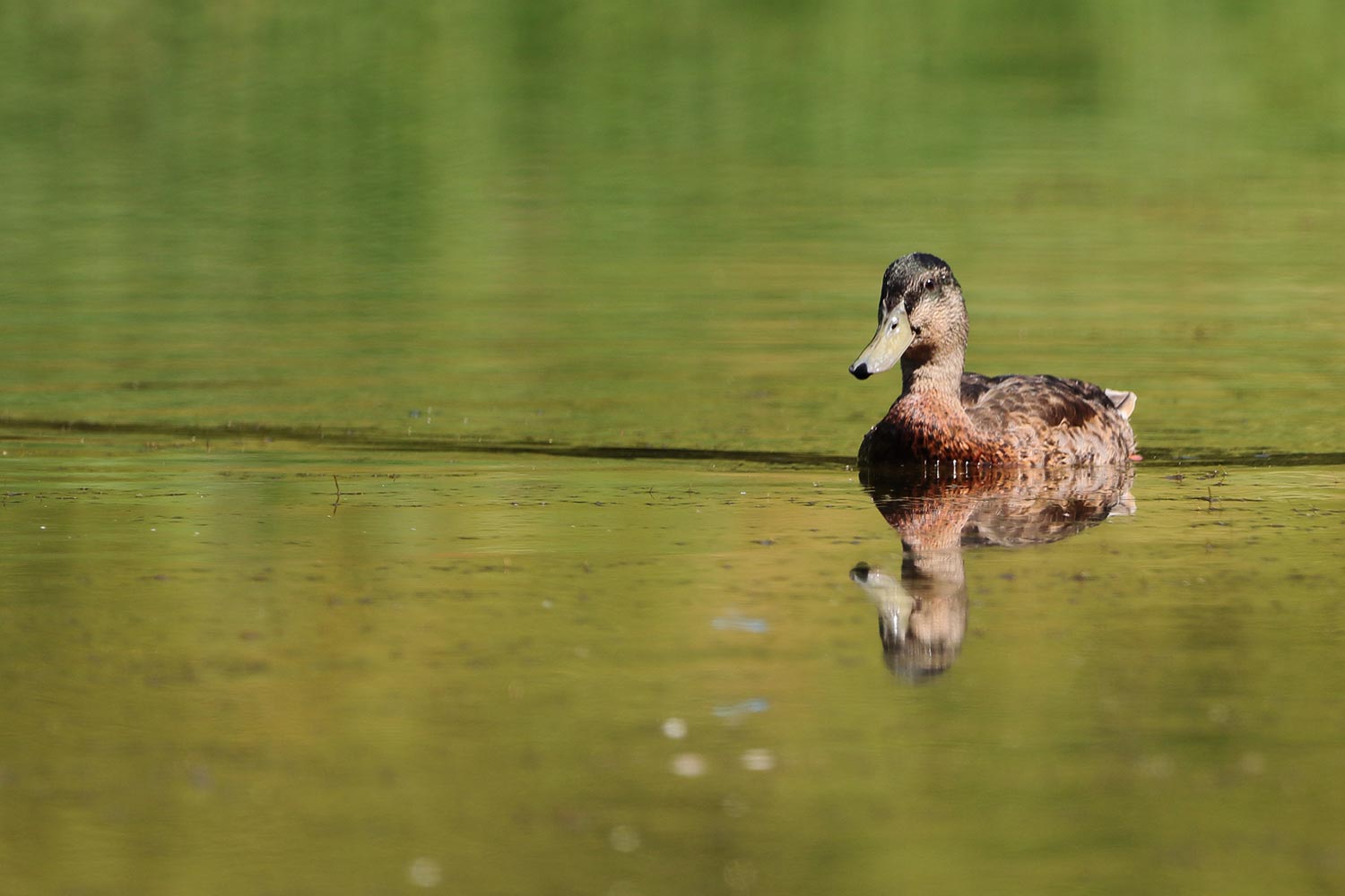 Female duck swimming on green-tinted lake