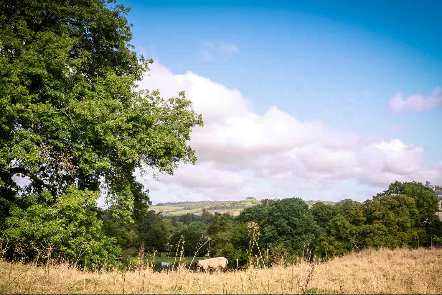 Image of animals grazing on fields