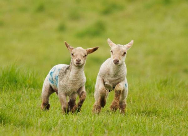 Two lambs in a field