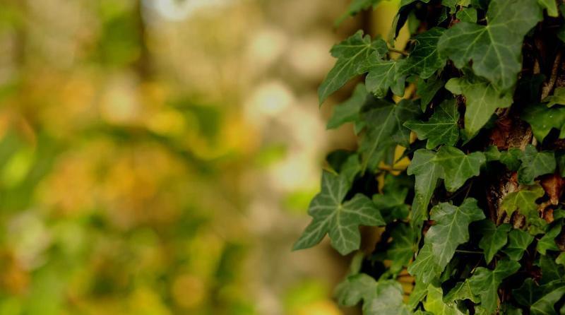 Ivy growing on a tree trunk with autumnal leaves in the background