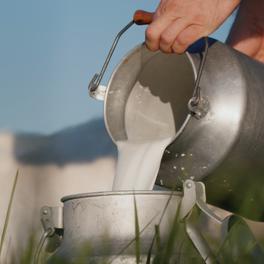 Photo of a person pouring milk from a churn into a bucket