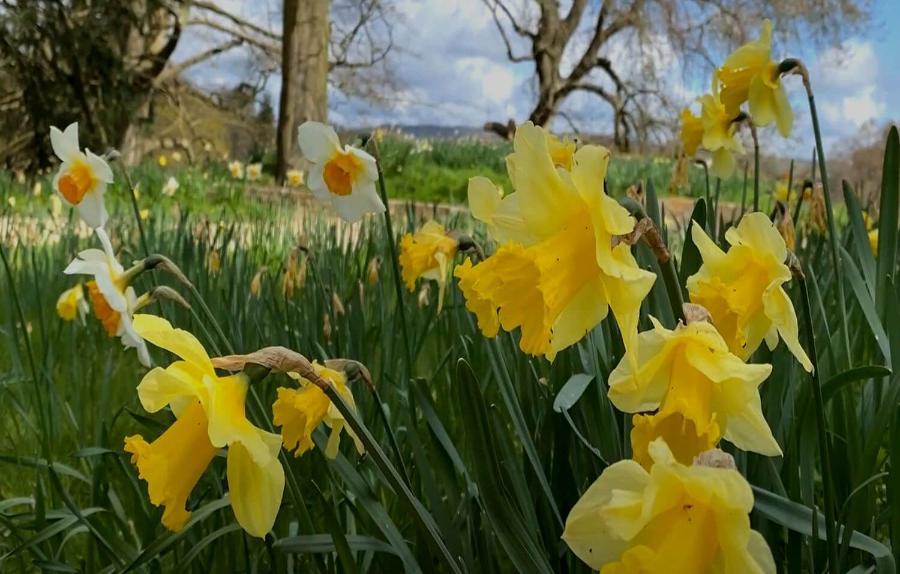 Daffodils in a field with trees in the background