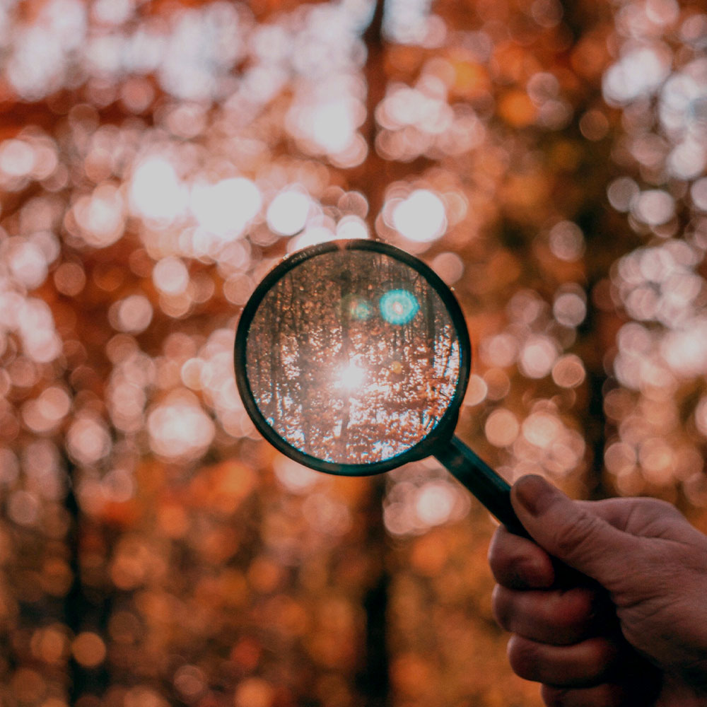 Magnifying glass being held up to a forest