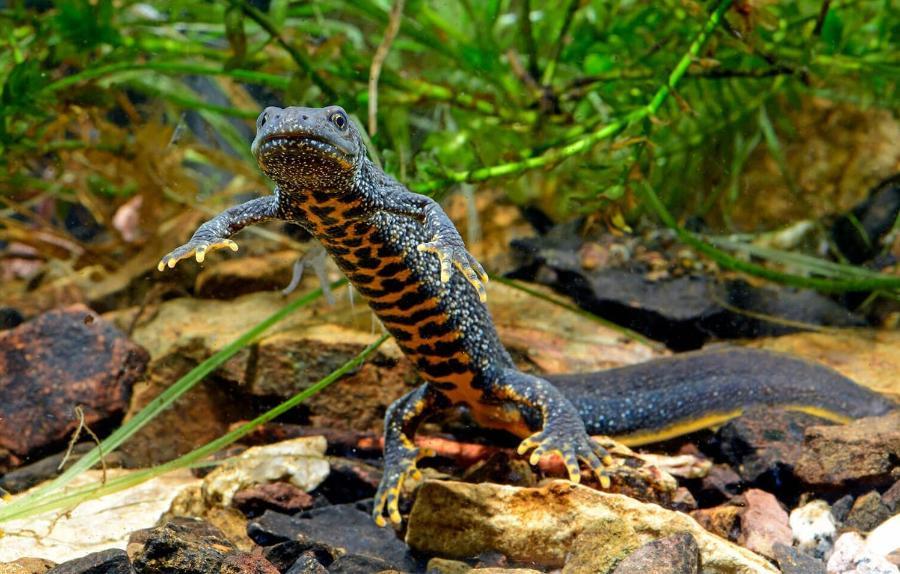 A newt swimming underwater