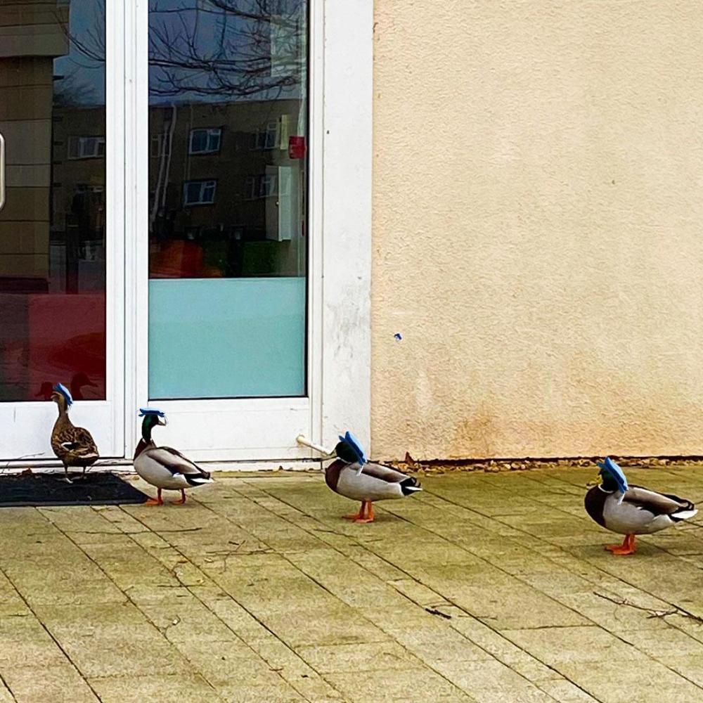 Ducks queuing with hats on