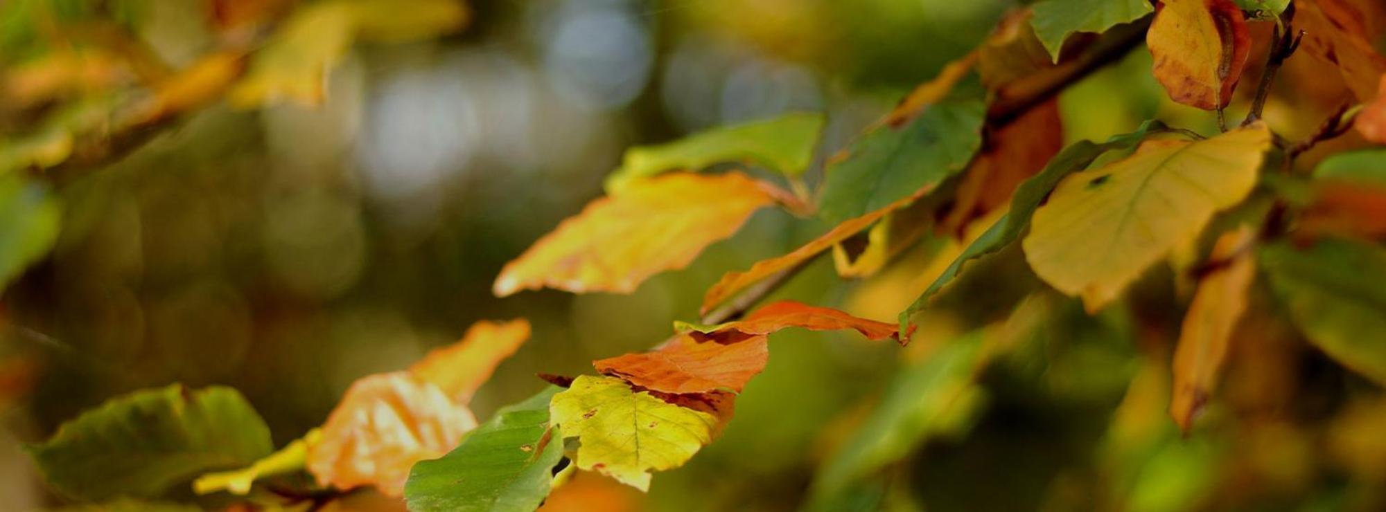 Autumnal colours on a tree branch