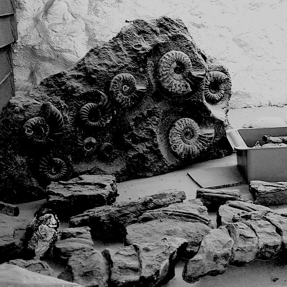 Ammonite fossils encased in rock