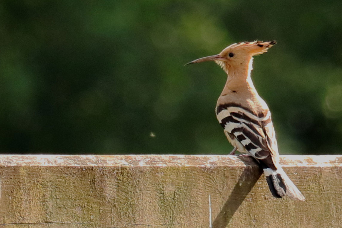 Hoopoe sitting on a gate