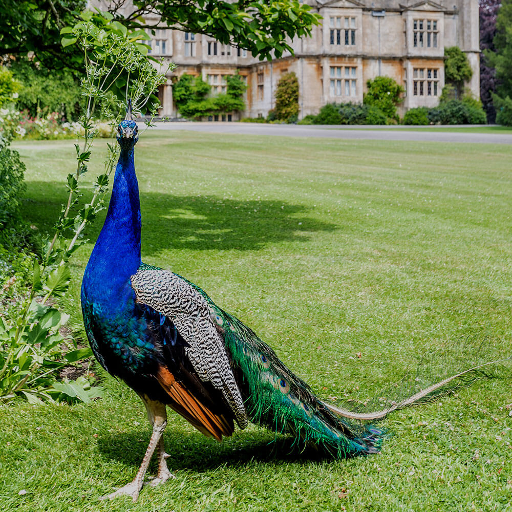 Peacock with Corsham Court in the background