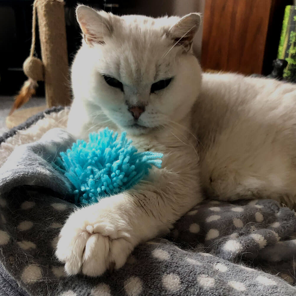 Pebbles the cat holding a ball of yarn