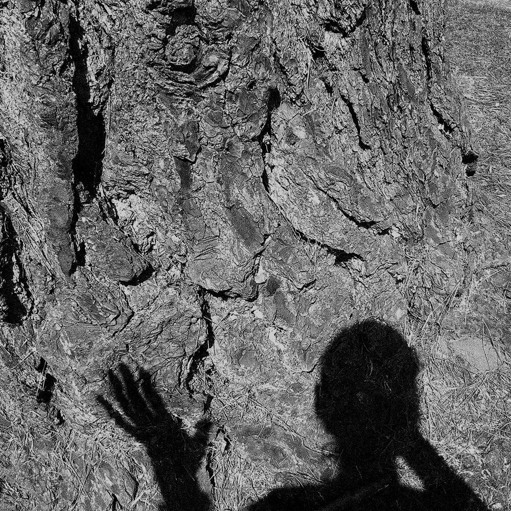 Human shadow on tree bark