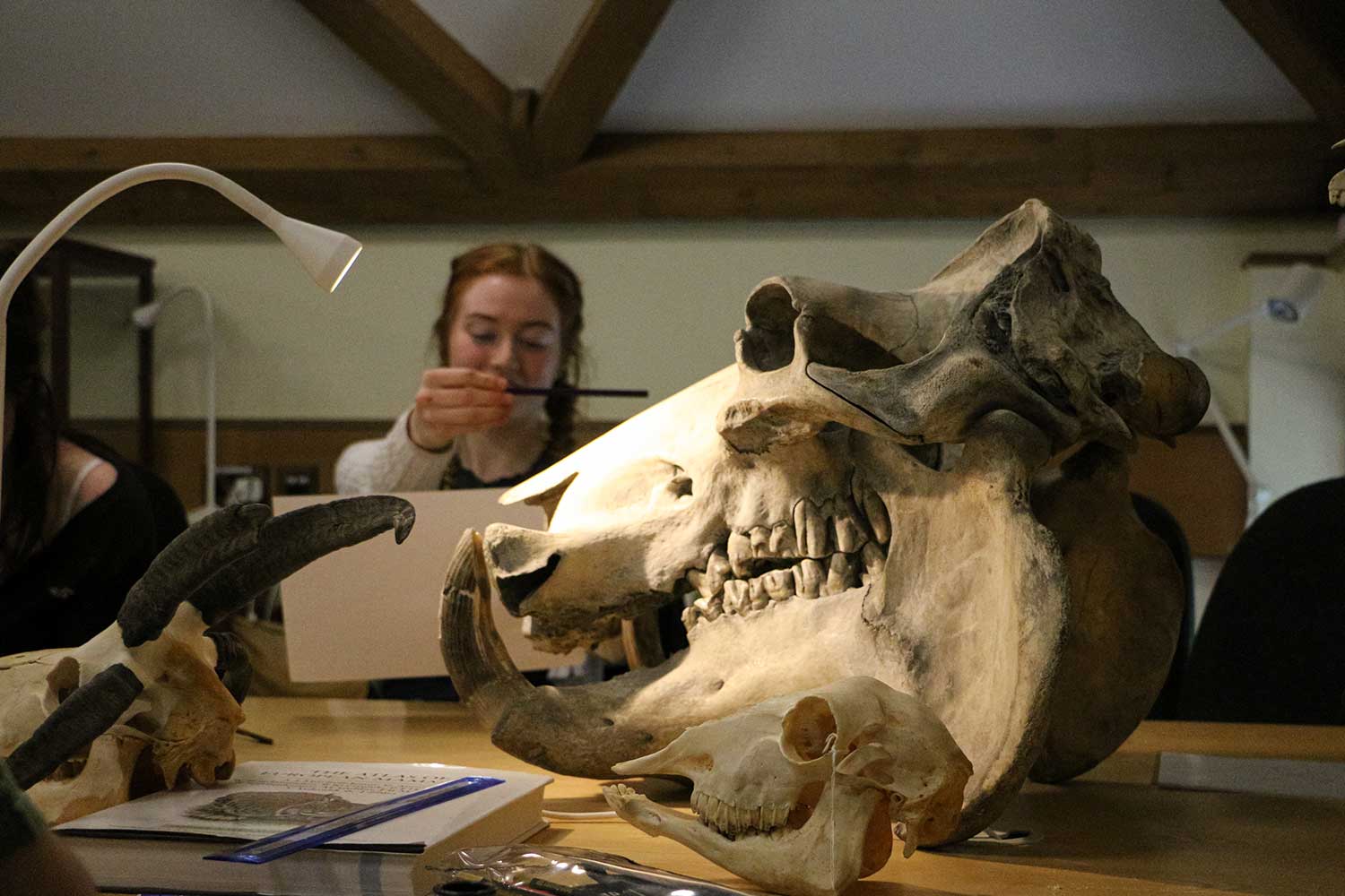 Drawing in our Gatehouse zoology museum