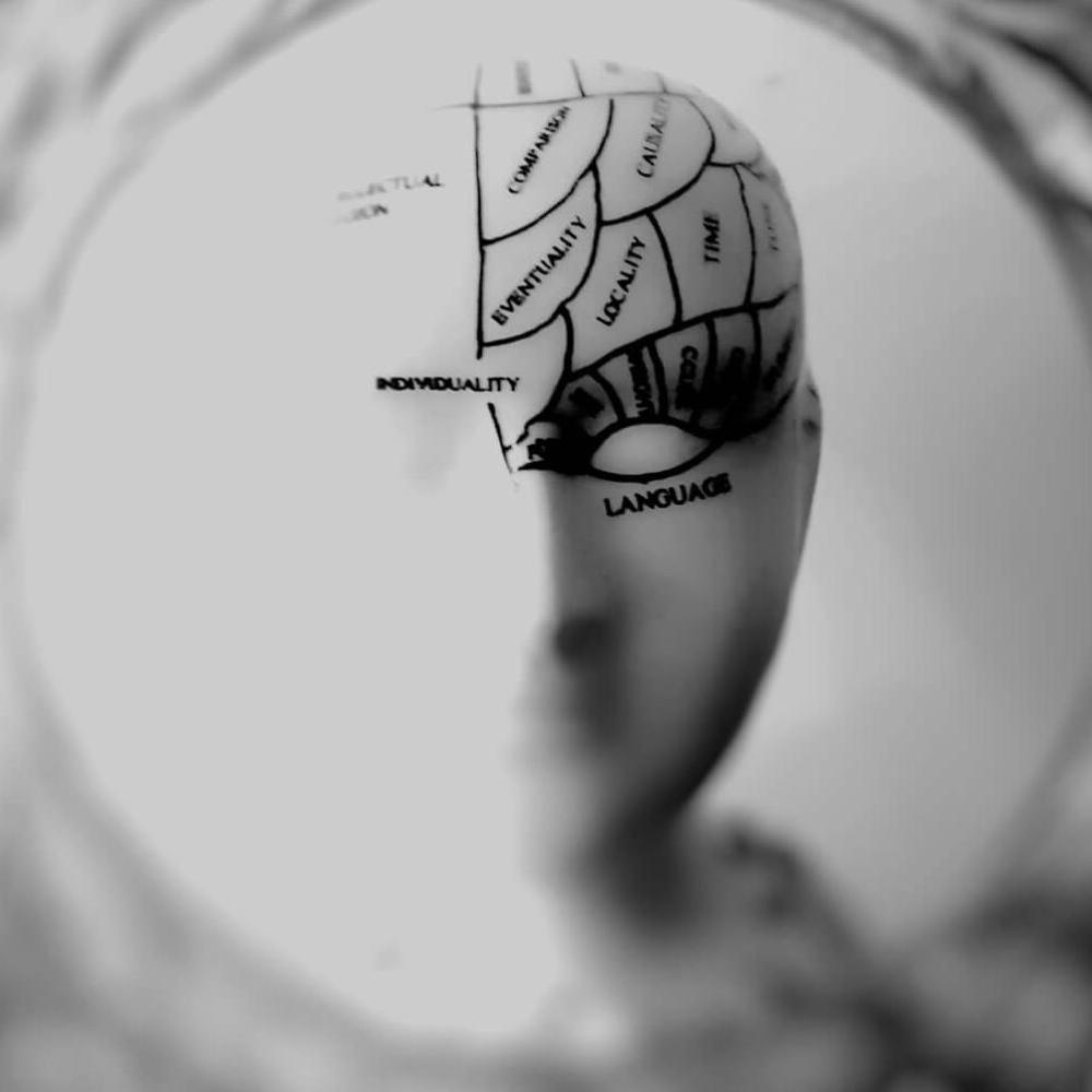 Model of a head with sections of the brain labelled