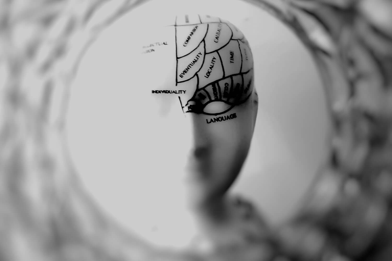 Model of a head with sections of the brain labelled