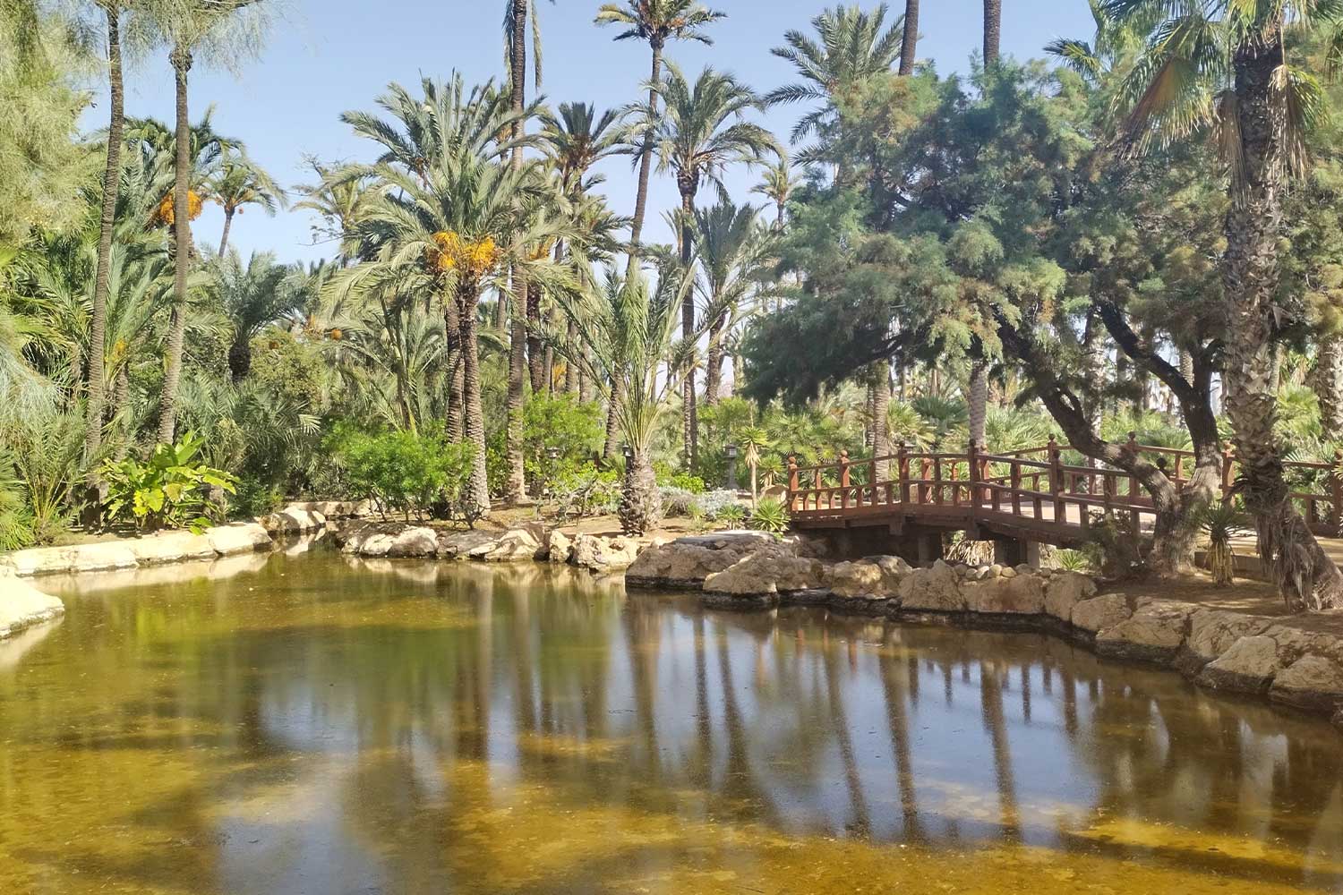 Palm trees and blue skies surround a body of water