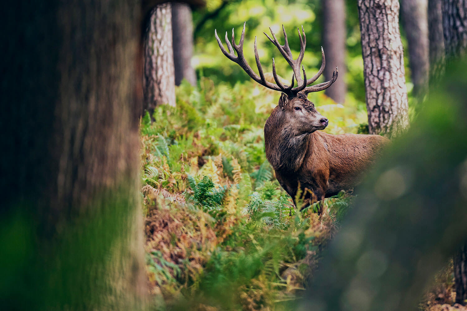 A red deer emerges from the woodland