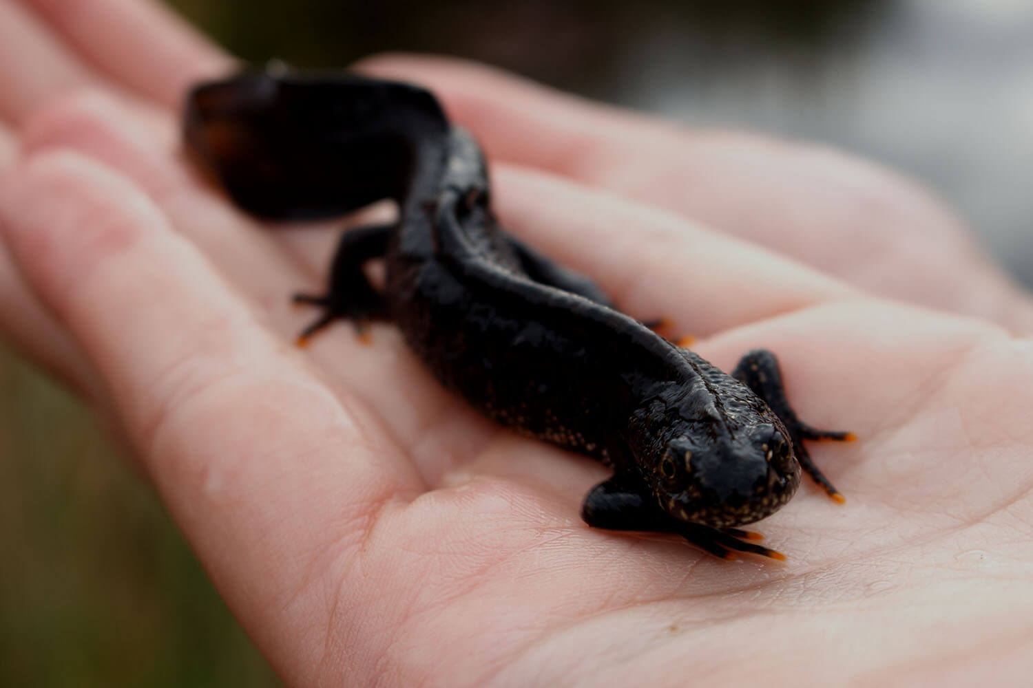 A brown newt being held in the palm of a human hand