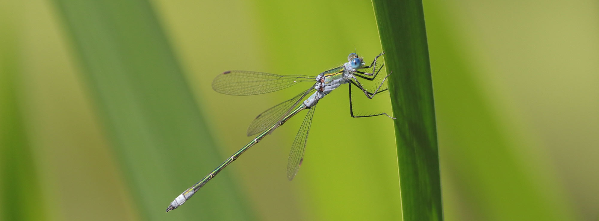 Close up of dragonfly on blade of grass