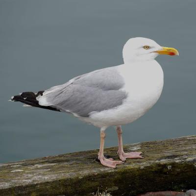 Two seagulls on a wall at the seafront