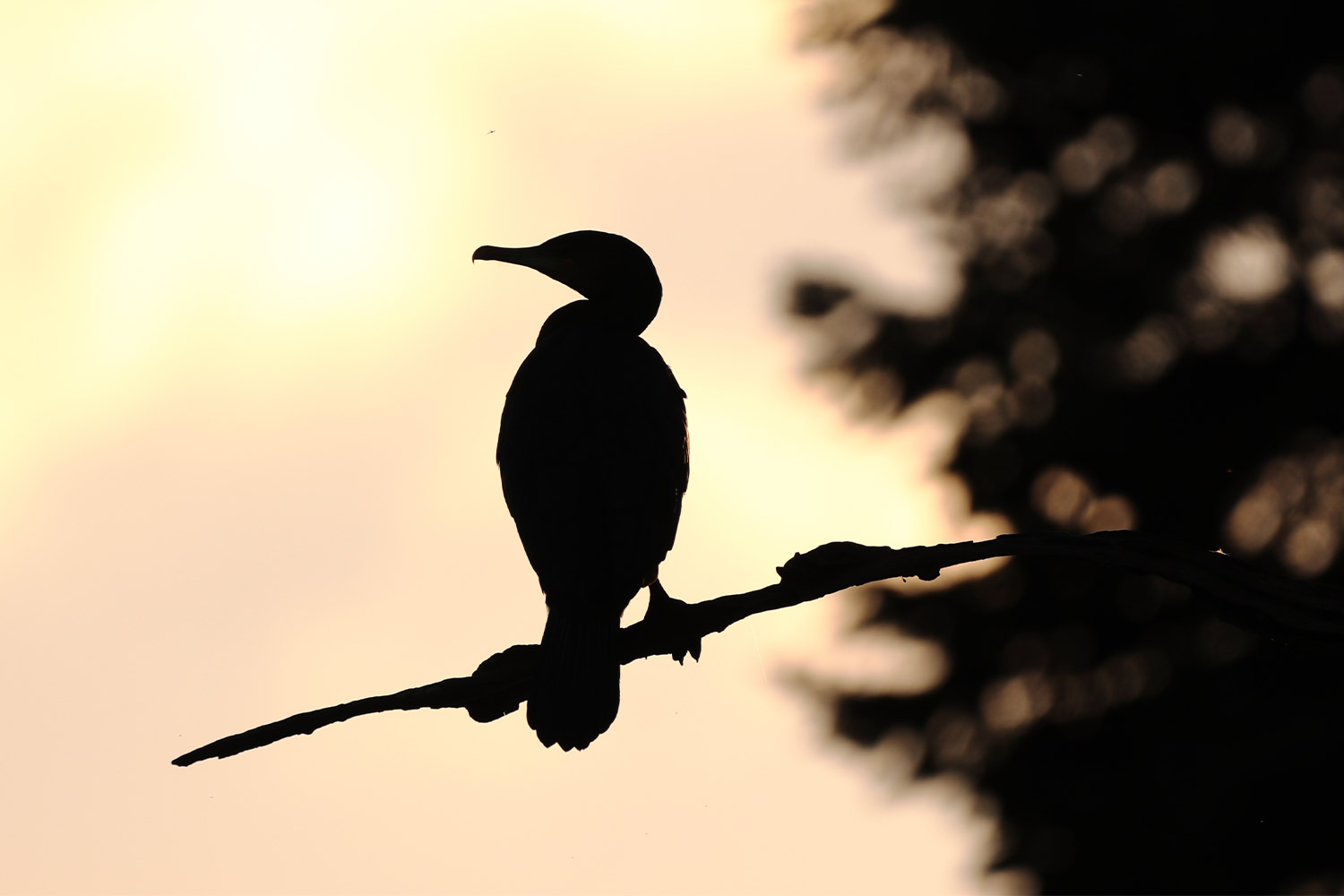 Cormorant silhouette