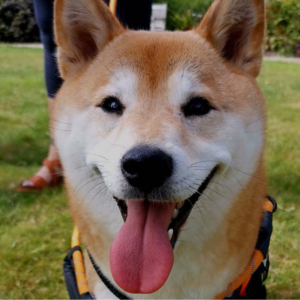 A happy dog with its tongue out