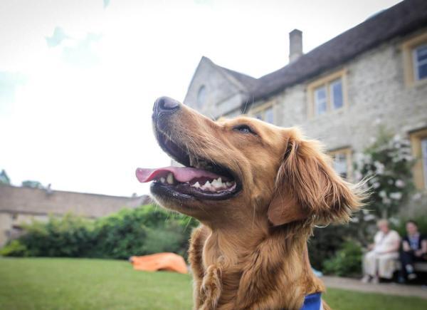 A dog looking up at the sky