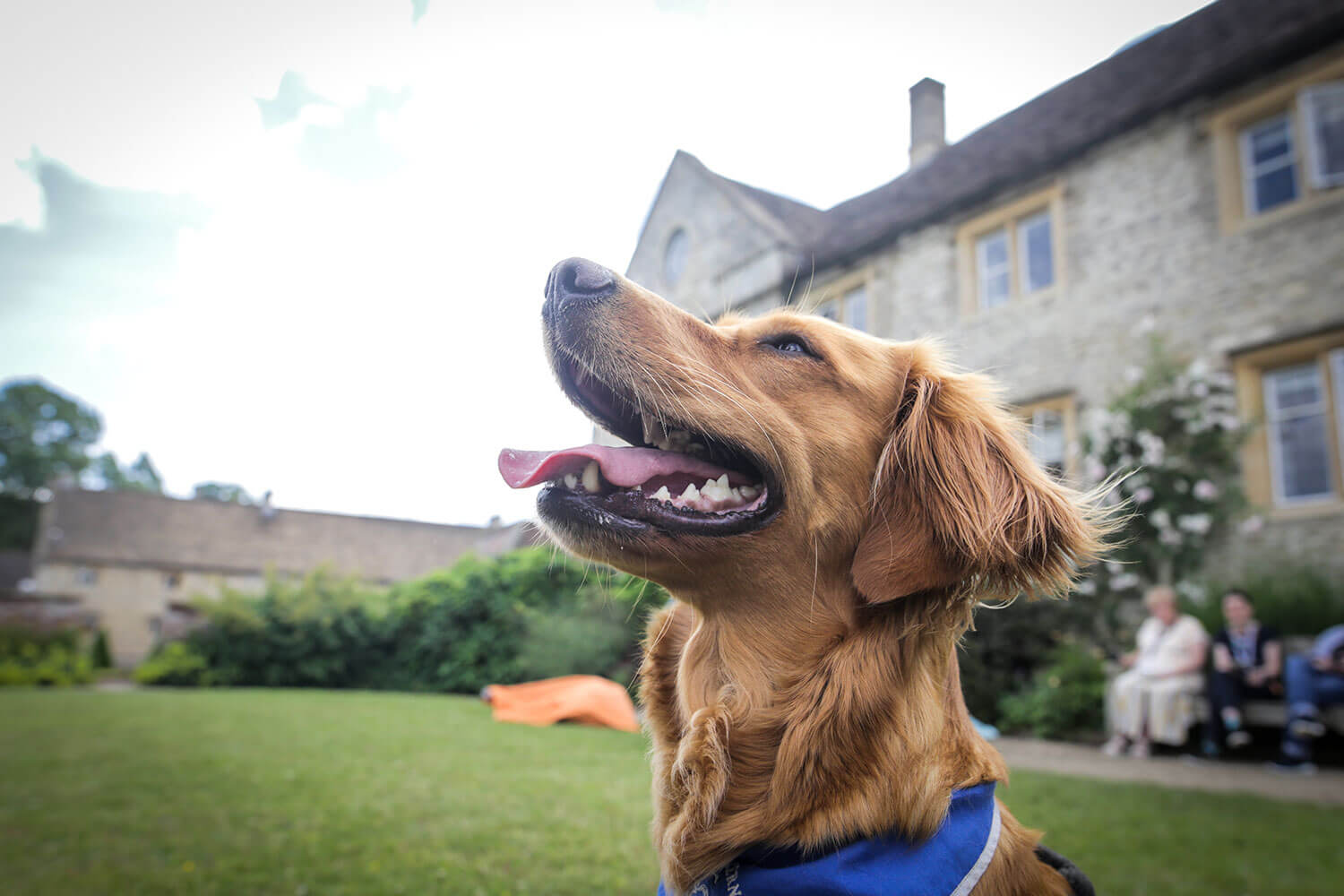 Playful dog looking up