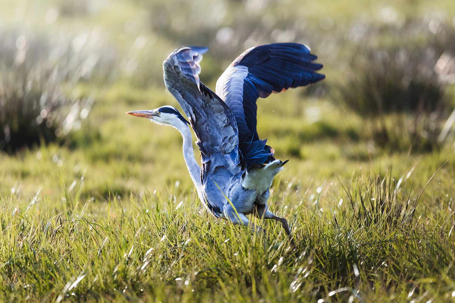 image from 2025 international photo comp shows bird with blue-tinged wings about to take off