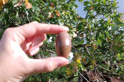 A person holding a large acorn