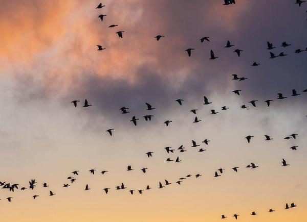 A flock of birds flying in the sky at sunset