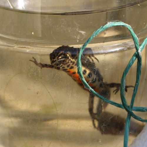 A Great Crested Newt swimming in a glass cup