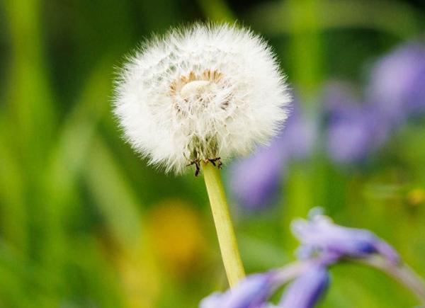 A fluffy white dandelion in a field of green grass, with purple flowers in the foreground.