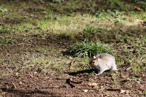 A cute squirrel poised on a patch of grass