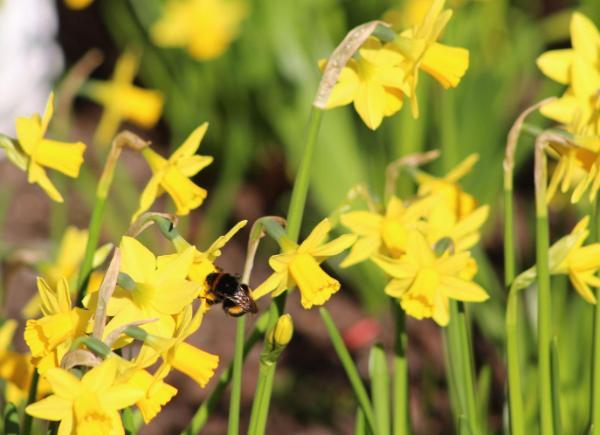 A bumblebee resting on a daffodil