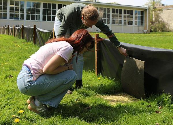 Two people checking a fence for signs of newts