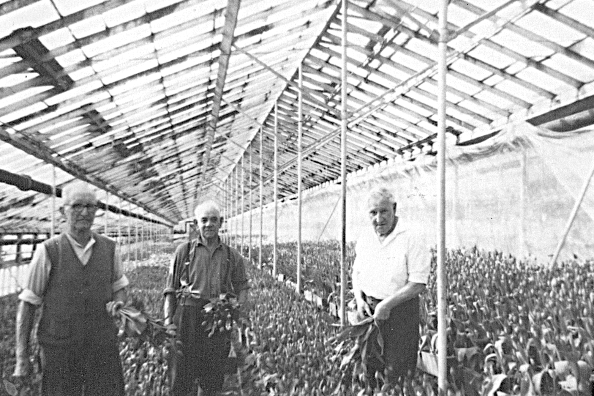 An old black and white photo of three men working in a large glasshouse