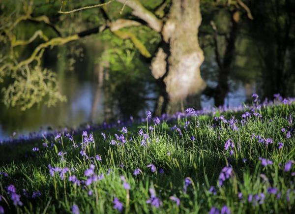 bluebells on a bank next to a lake. Mature tree is on the same bank catching the spring sunlight.