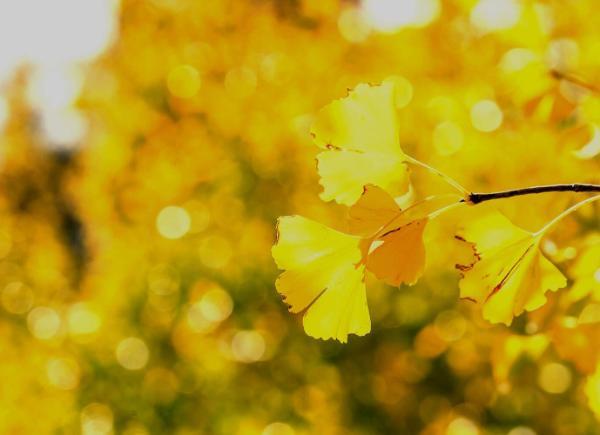 Yellow leaves on a tree.