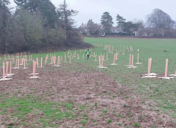 A field of freshly planted trees