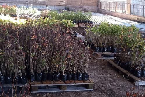 Baby trees on wooden pallets waiting to be planted