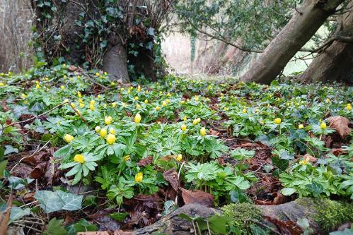Small yellow flowers growing near some trees