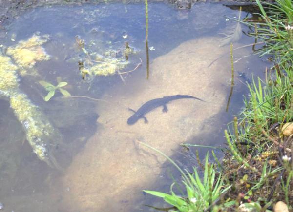 A newt sitting on a rock in a pond
