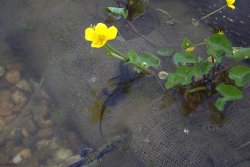 A newt in the pond sitting next to a small yellow flower growing in the water
